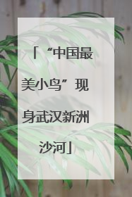 “中国最美小鸟”现身武汉新洲沙河