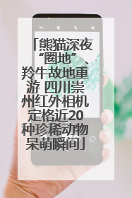 熊猫深夜“圈地”、羚牛故地重游 四川崇州红外相机定格近20种珍稀动物呆萌瞬间