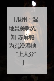 瓜州：湿地景美鸭先知 赤麻鸭为荒漠湿地“上大分”