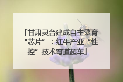 甘肃灵台建成自主繁育“芯片”：红牛产业“性控”技术弯道超车