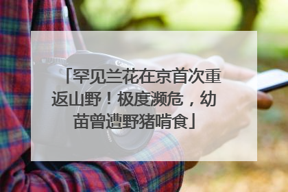 罕见兰花在京首次重返山野！极度濒危，幼苗曾遭野猪啃食
