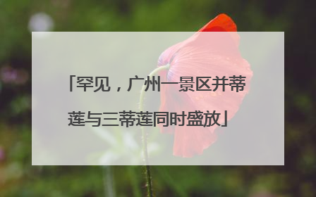 罕见，广州一景区并蒂莲与三蒂莲同时盛放