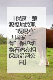 保康：楚源福地惊现“嘎嘎鸡”！国家“三有”保护动物石鸡亮相保康沿河公园