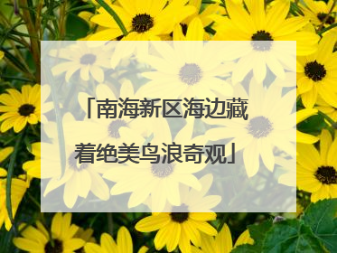 南海新区海边藏着绝美鸟浪奇观