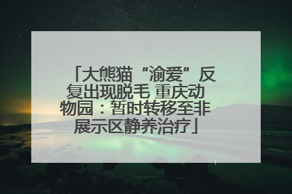 大熊猫“渝爱”反复出现脱毛 重庆动物园：暂时转移至非展示区静养治疗