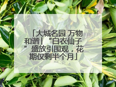 大城名园 万物和谐│“白衣仙子”盛放引围观，花期仅剩半个月