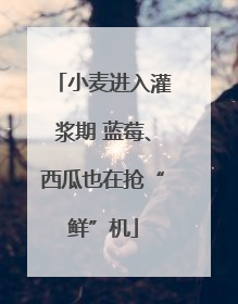 小麦进入灌浆期 蓝莓、西瓜也在抢“鲜”机