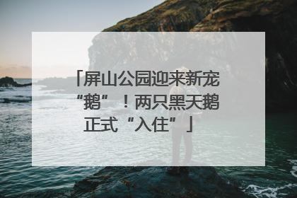 屏山公园迎来新宠“鹅”！两只黑天鹅正式“入住”