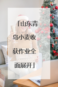山东青岛小麦收获作业全面展开