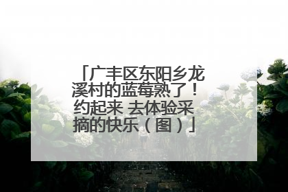 广丰区东阳乡龙溪村的蓝莓熟了！约起来 去体验采摘的快乐（图）