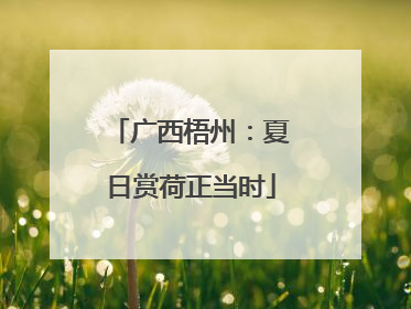 广西梧州：夏日赏荷正当时