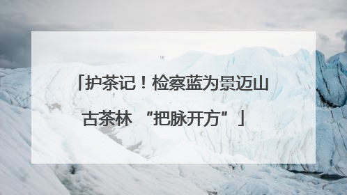 护茶记！检察蓝为景迈山古茶林 “把脉开方”