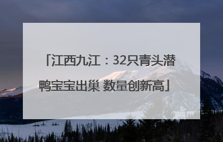 江西九江：32只青头潜鸭宝宝出巢 数量创新高