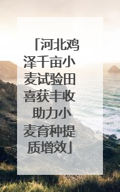 河北鸡泽千亩小麦试验田喜获丰收 助力小麦育种提质增效
