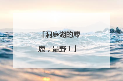洞庭湖的麋鹿，最野！