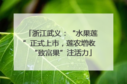 浙江武义：“水果莲”正式上市，莲农增收“致富果”注活力