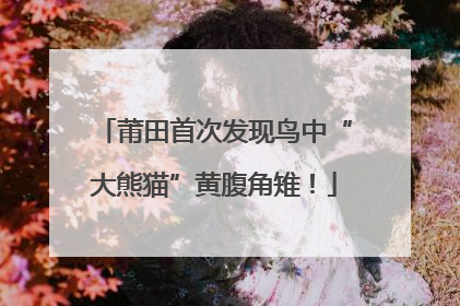 莆田首次发现鸟中“大熊猫”黄腹角雉！