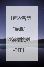 西农智慧“灌溉” 沙漠樱桃别样红