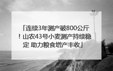 连续3年测产破800公斤！山农43号小麦测产持续稳定 助力粮食增产丰收
