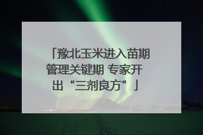 豫北玉米进入苗期管理关键期 专家开出“三剂良方”