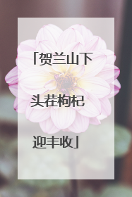 贺兰山下 头茬枸杞迎丰收