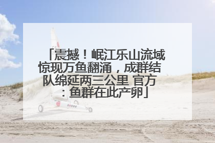 震撼！岷江乐山流域惊现万鱼翻涌，成群结队绵延两三公里 官方：鱼群在此产卵