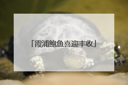霞浦鲍鱼喜迎丰收
