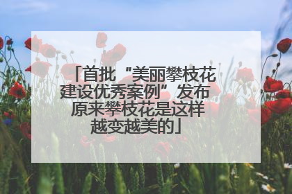 首批“美丽攀枝花建设优秀案例”发布 原来攀枝花是这样越变越美的