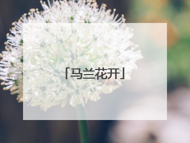 马兰花开