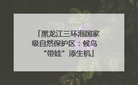 黑龙江三环泡国家级自然保护区：候鸟“带娃”添生机