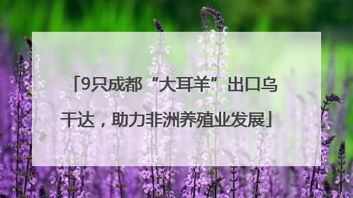 9只成都“大耳羊”出口乌干达，助力非洲养殖业发展
